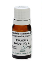 Lavandula angustifolia.bmp